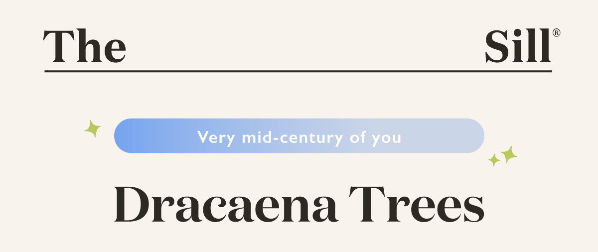 Dracaena Trees