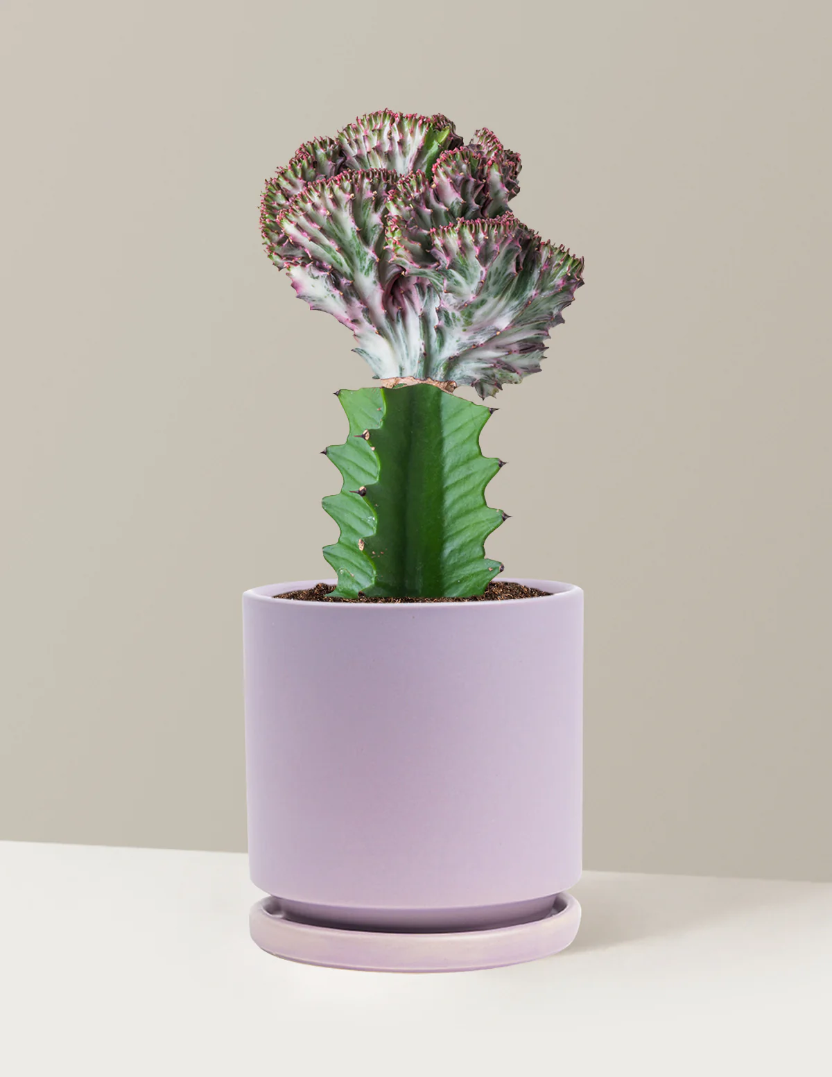 Image of Mermaid Tail Cactus