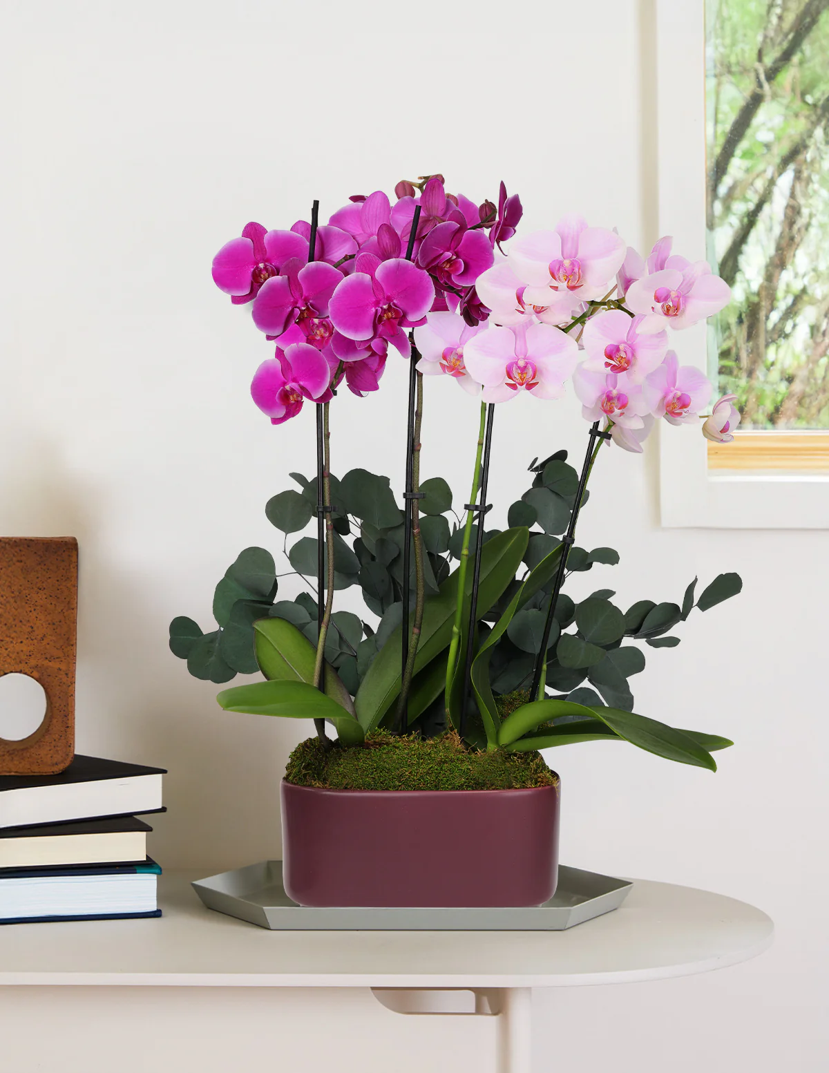 Image of Large Double Bi-Color Orchid
