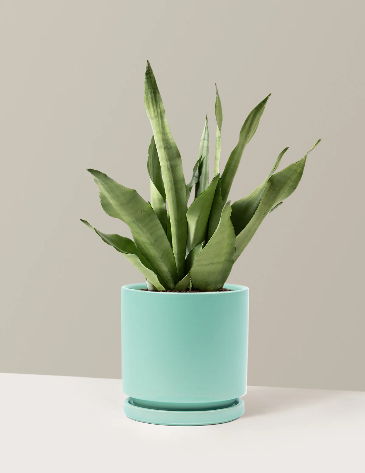 Image of Moonshine Snake Plant