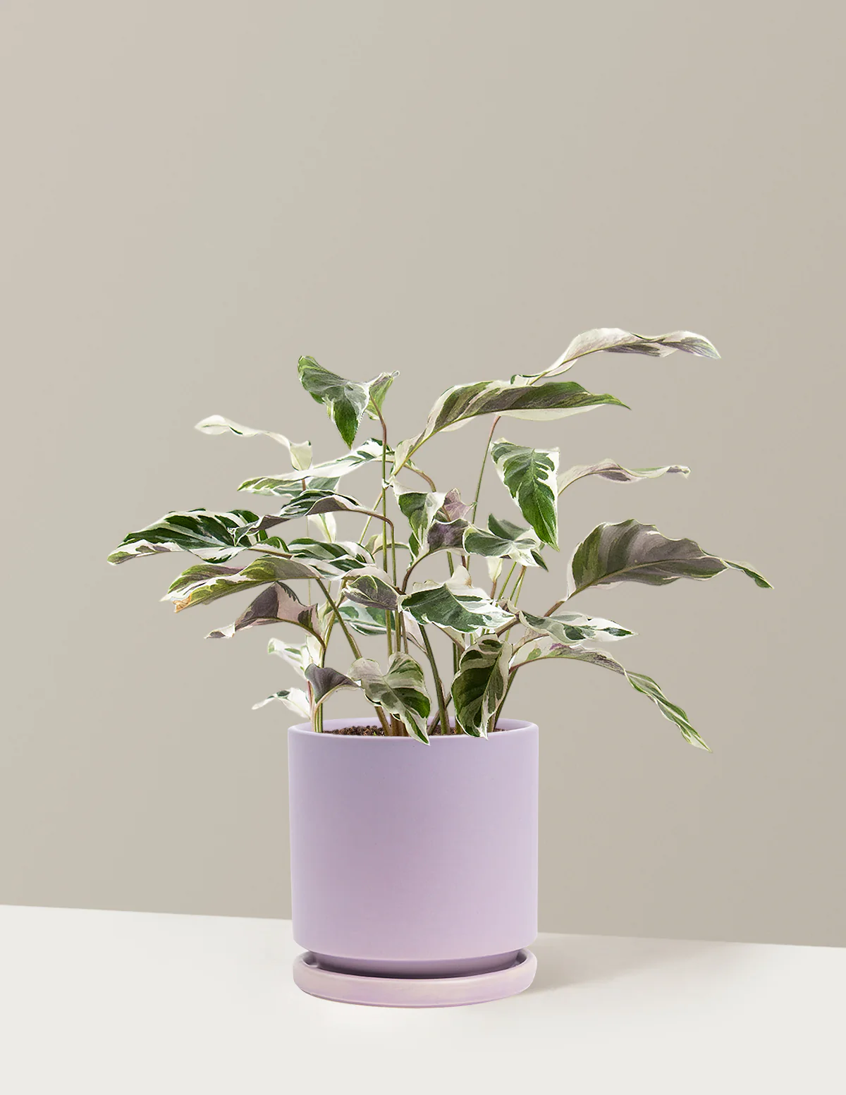 Image of Calathea White Fusion