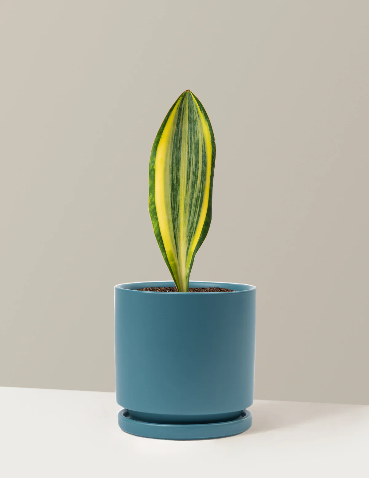 Image of Whale Fin Snake Plant