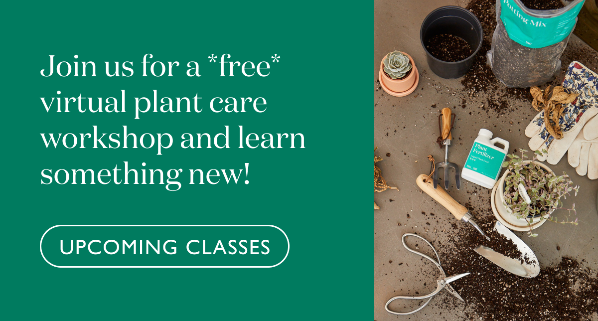 Join us for a free virtual plant care workshop and learn something new!