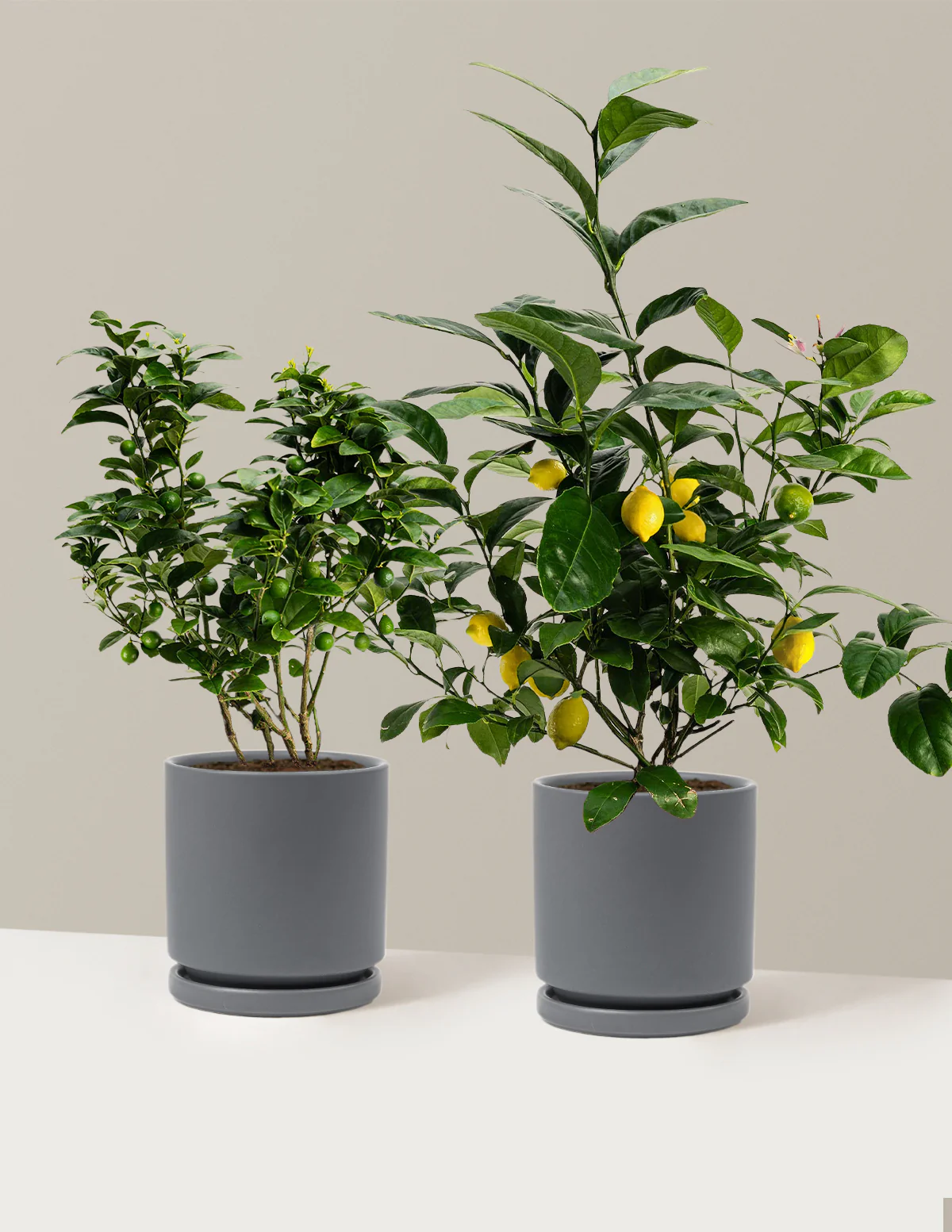 Image of Citrus Lovers Bundle
