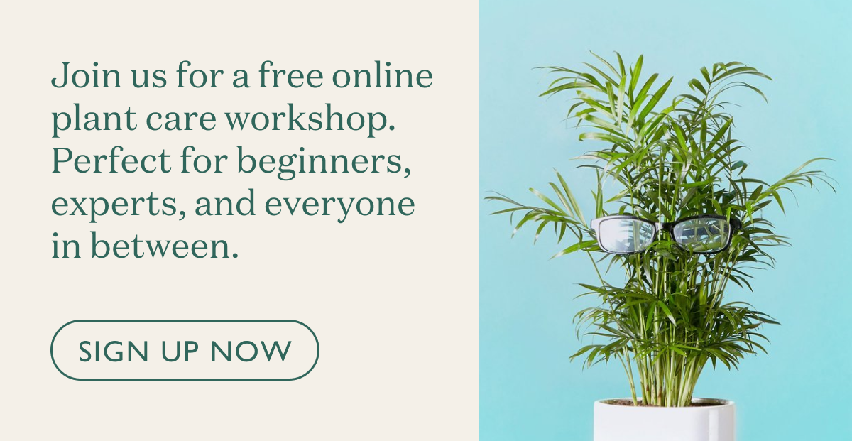 Join us for an online plant care workshop. Suited for beginners, experts, and everyone in between.