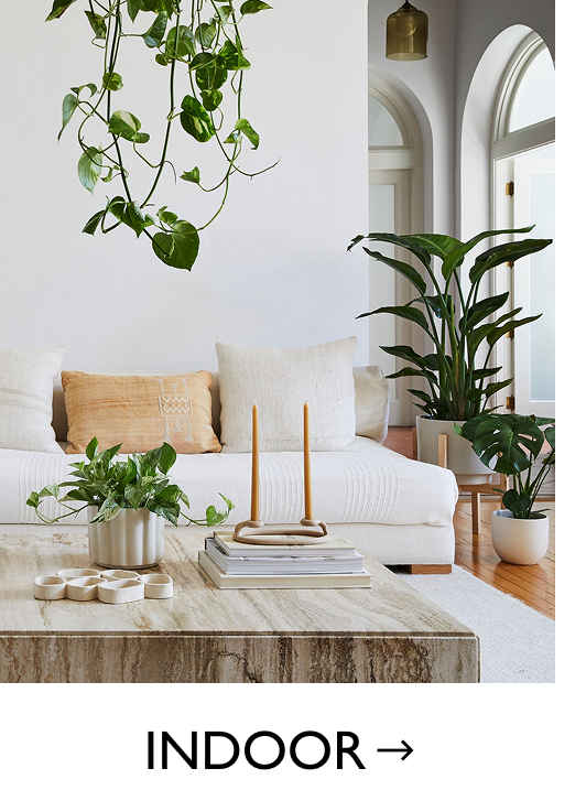 Shop Indoor Plants
