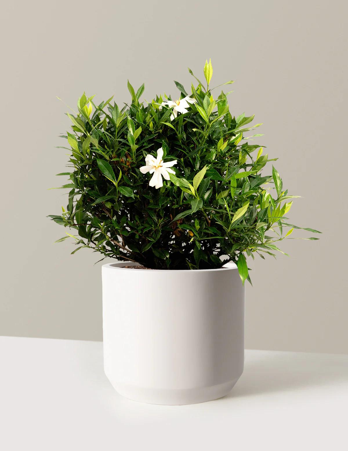 Image of Frost Proof Gardenia