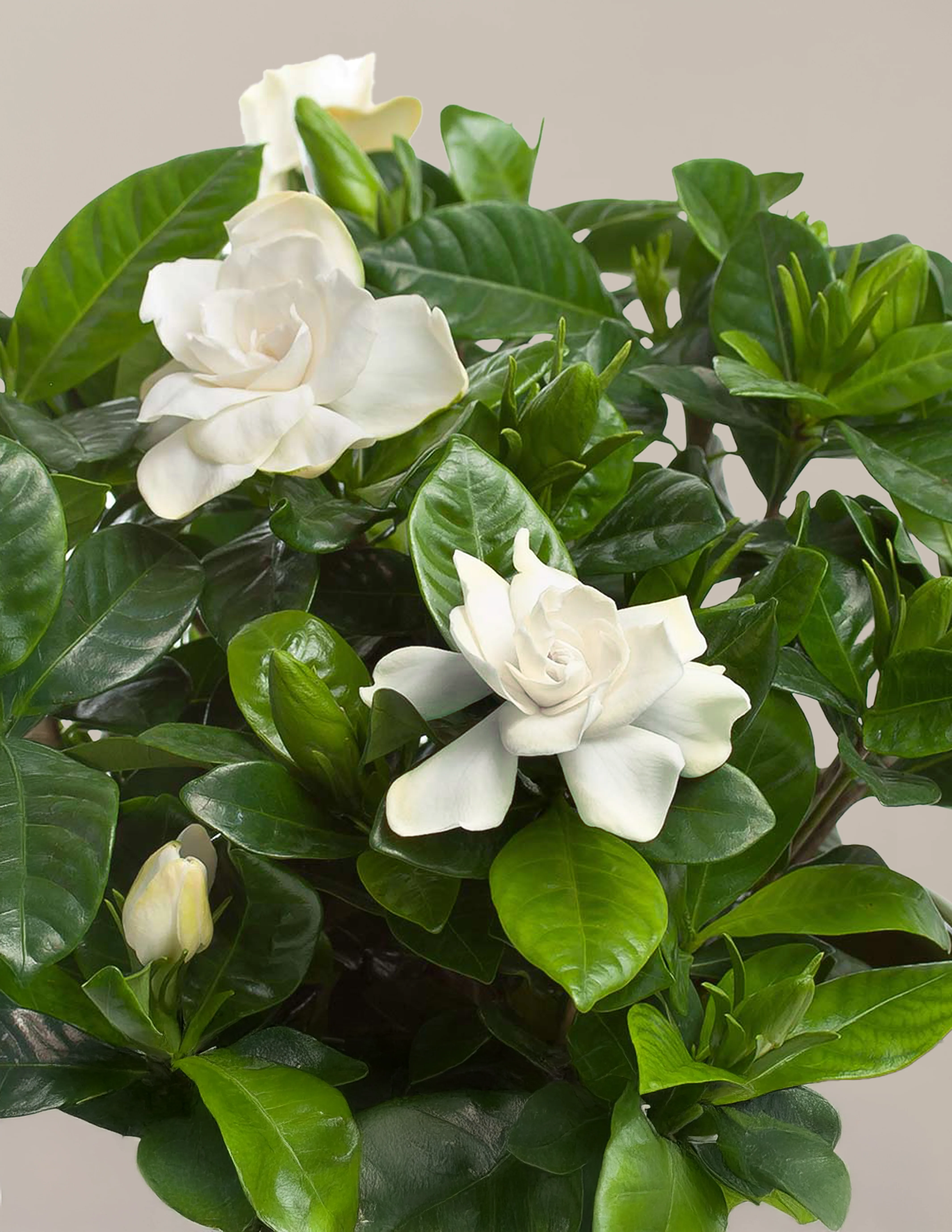 Image of Small Gardenia Bush