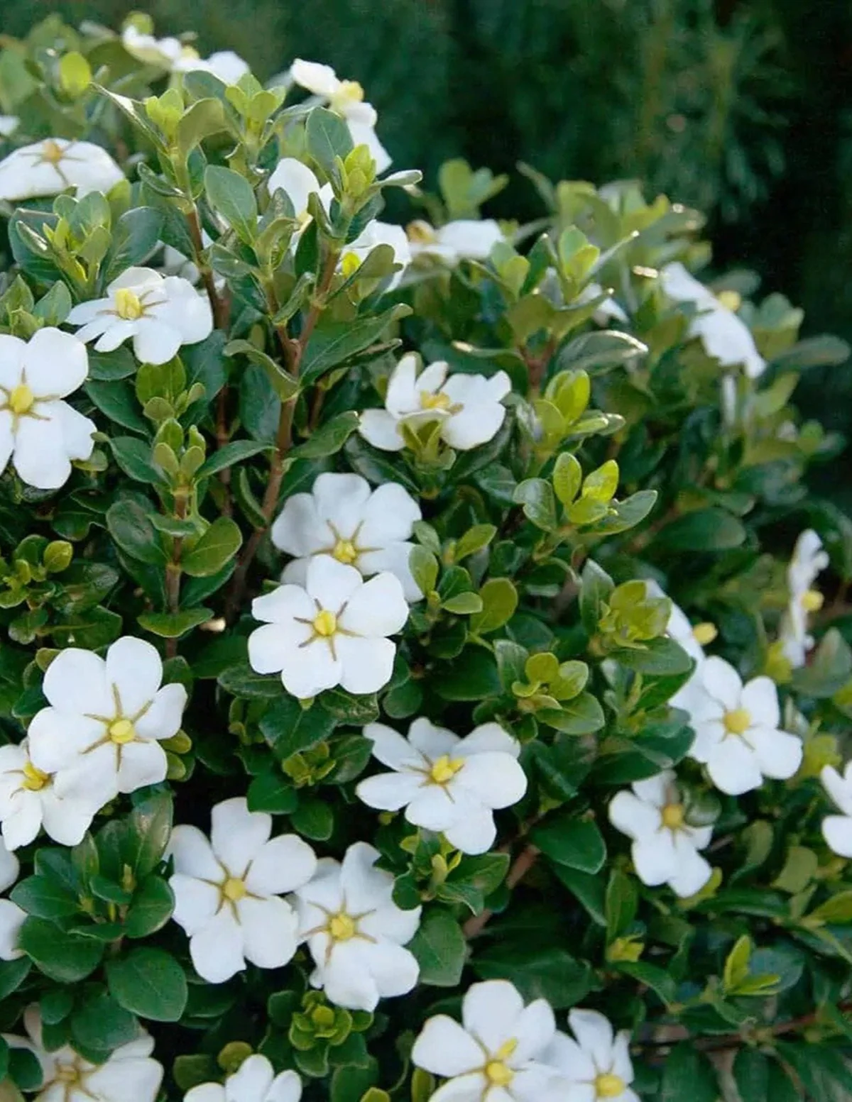 Image of ScentAmazing® Gardenia