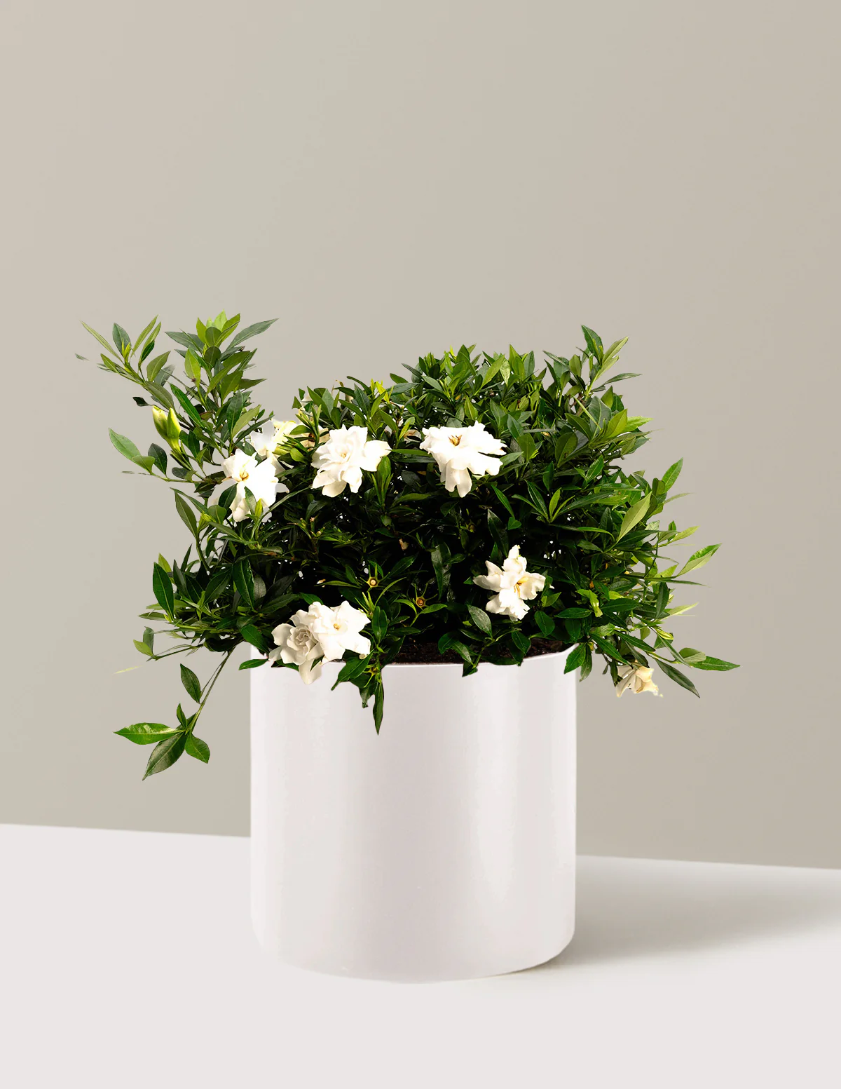 Image of Radicans Gardenia