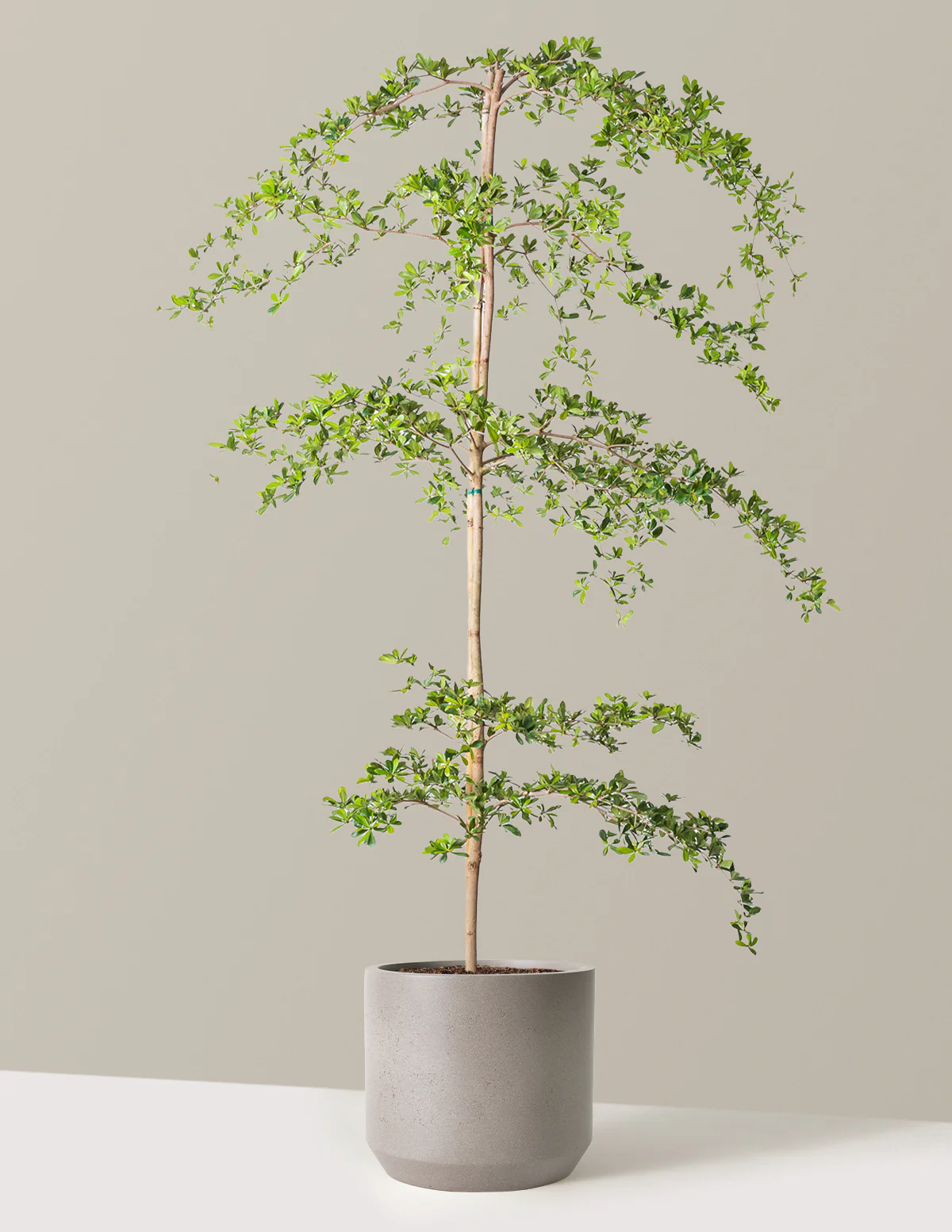 Image of Black Olive Tree