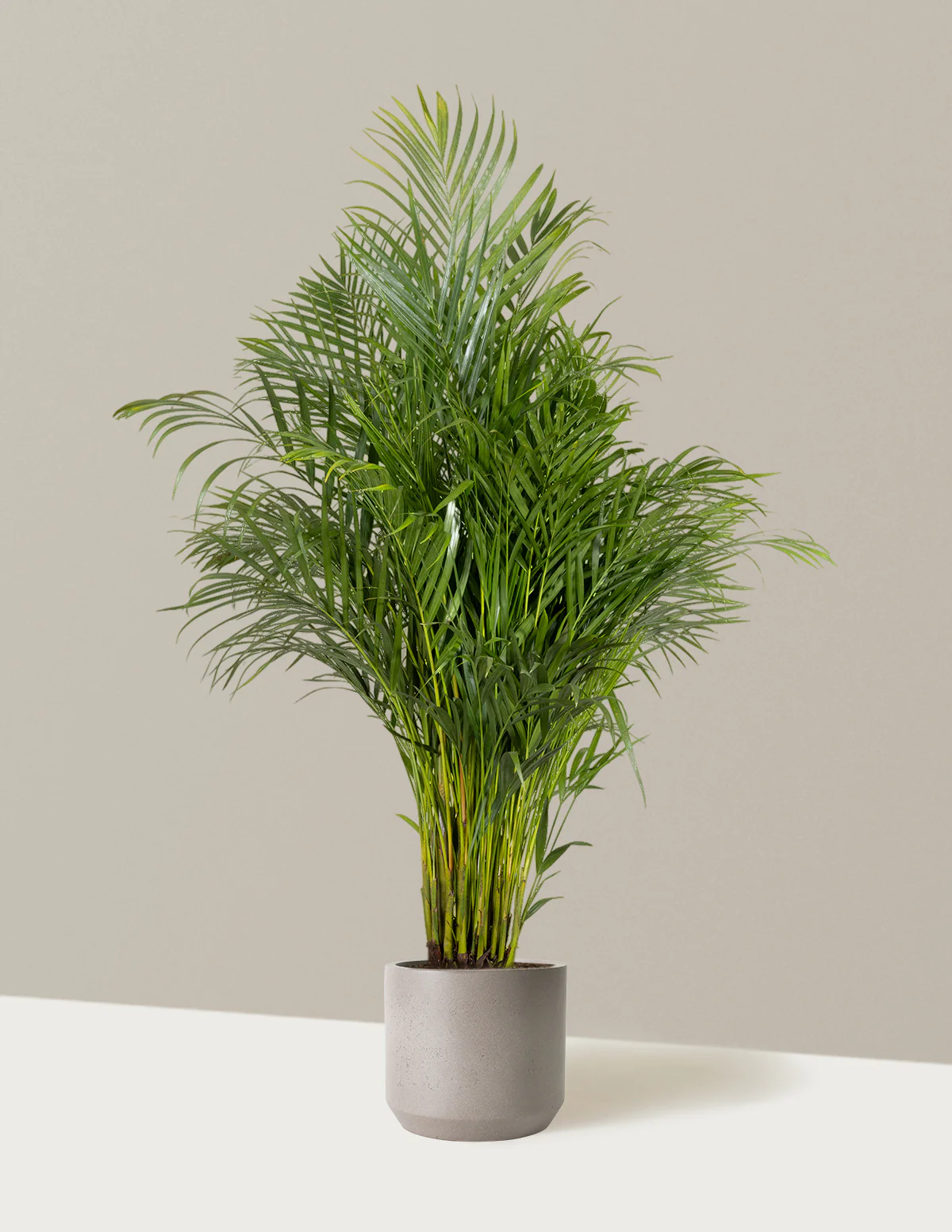 Image of Areca Purifying Palm