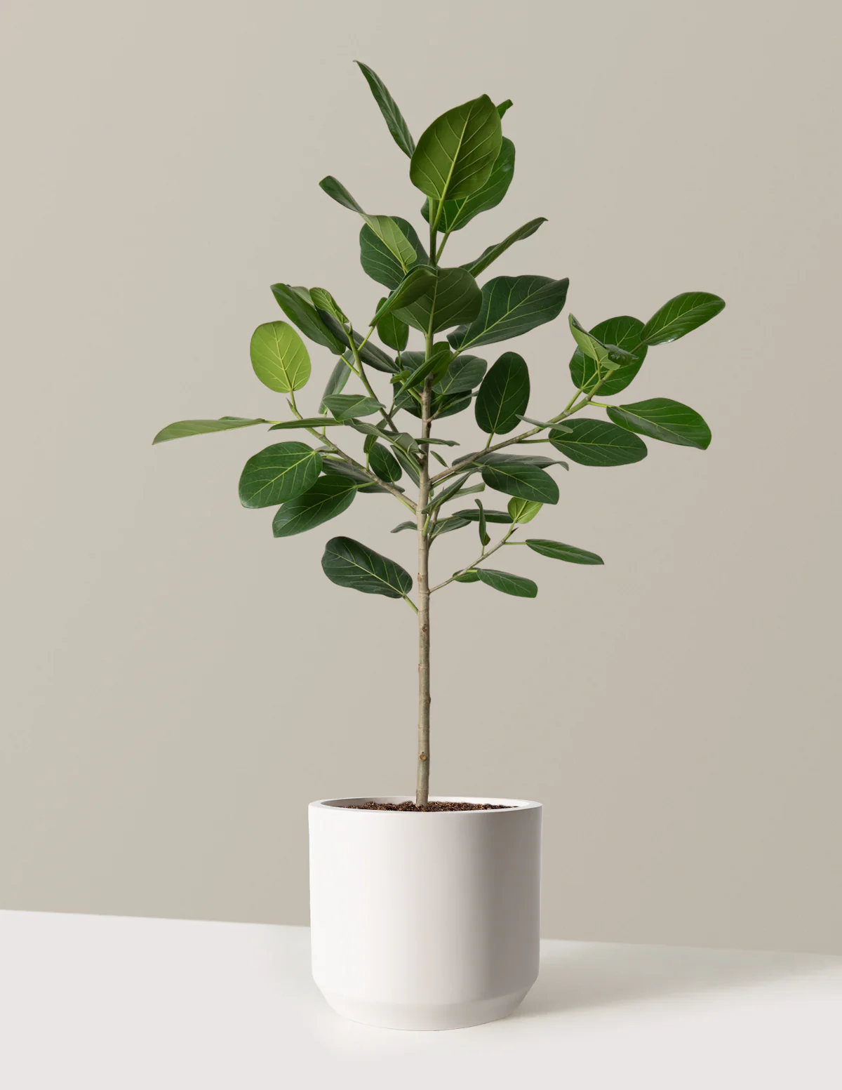 Image of Ficus Audrey Tree