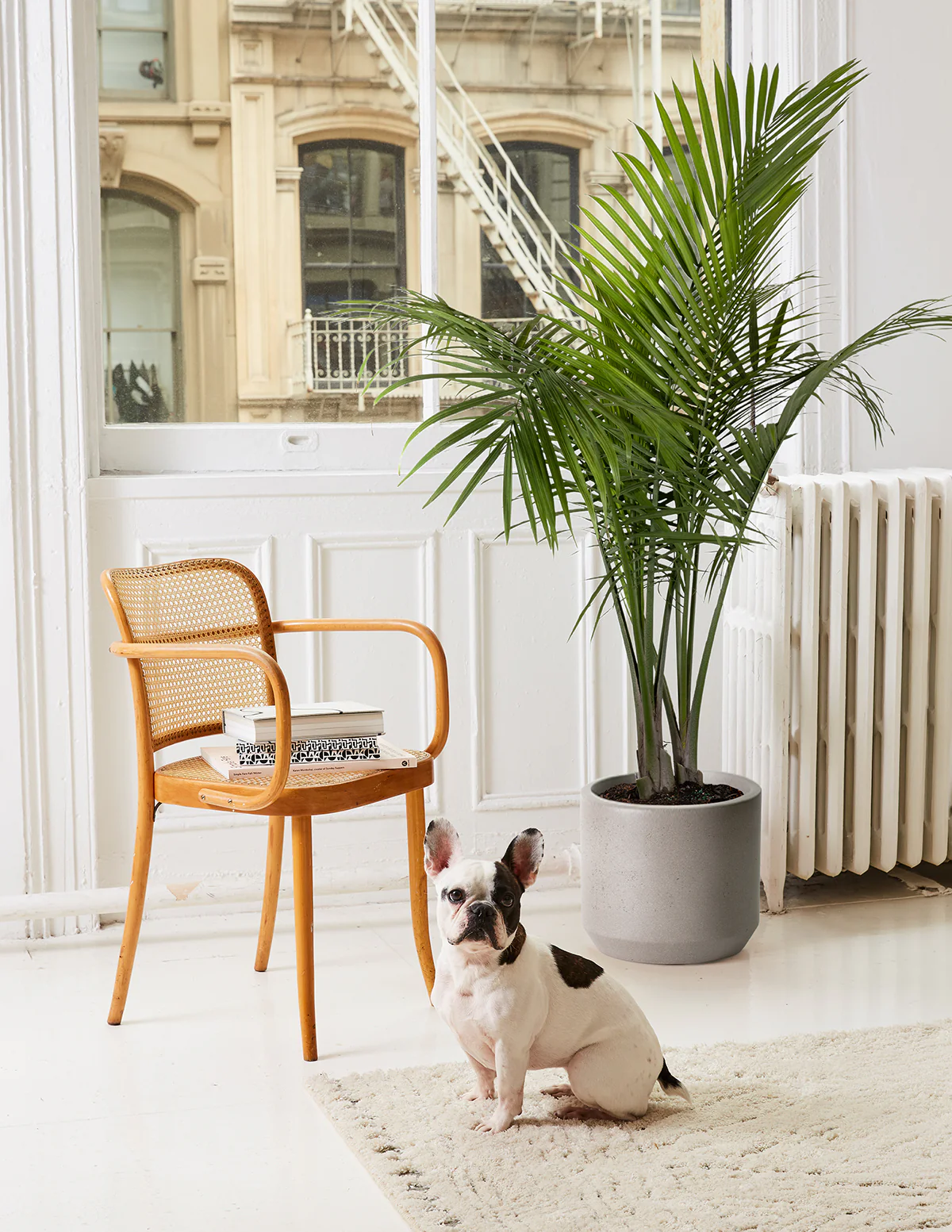 Image of Majesty Palm