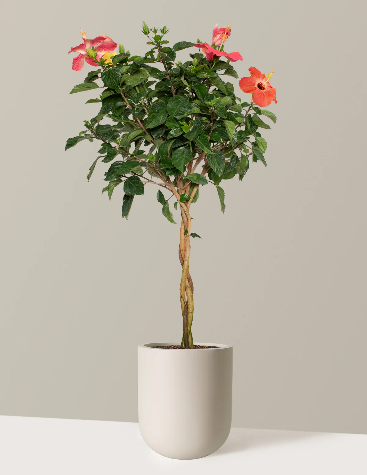 Image of Braided Hibiscus