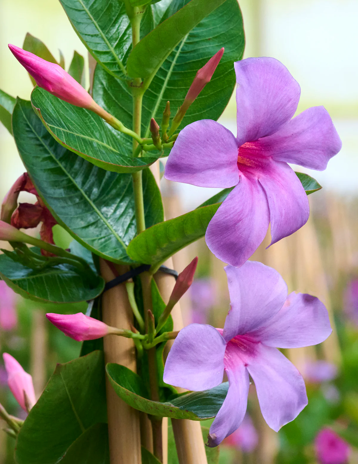 Image of Sun Parasol® Mandevilla