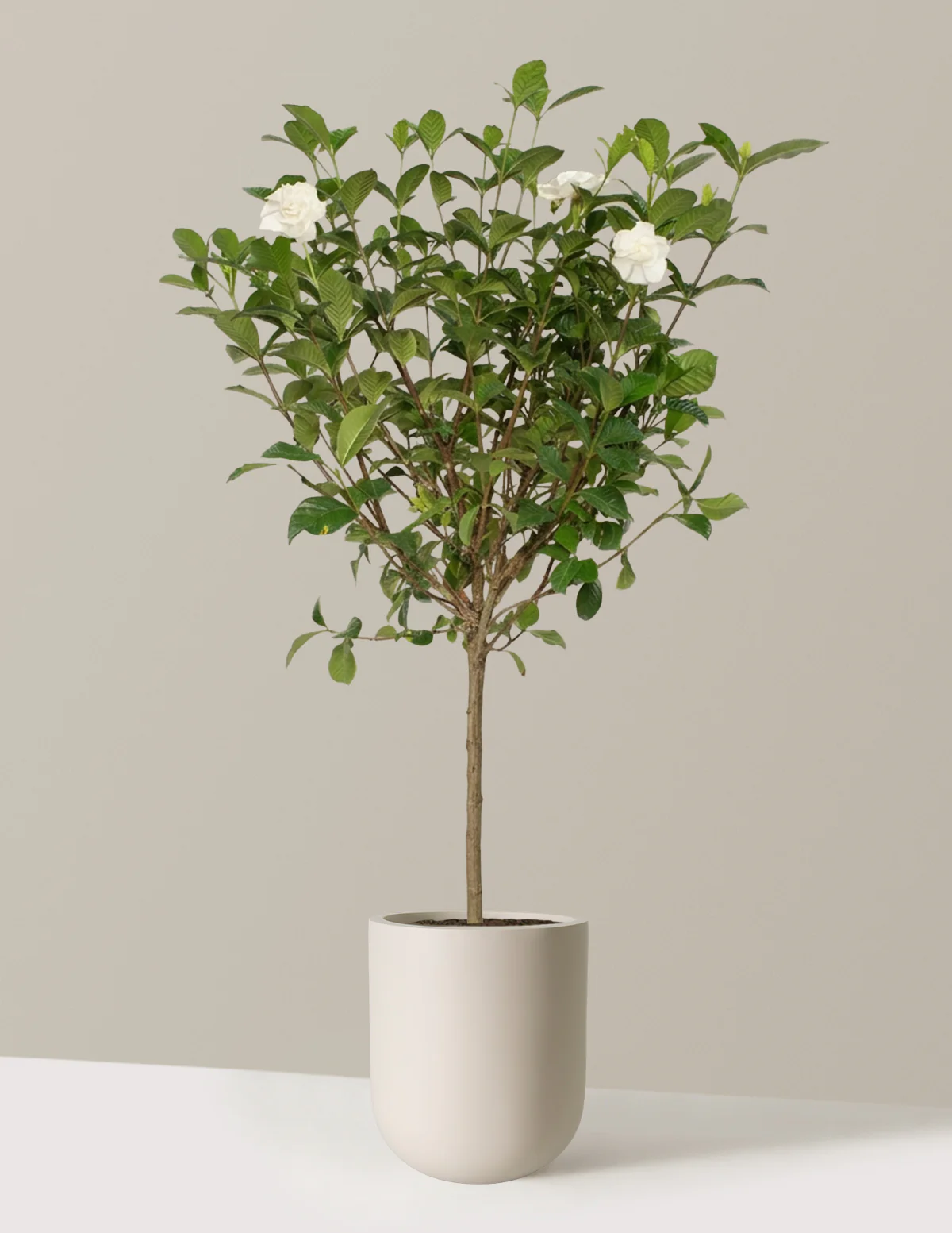 Image of Large Gardenia Tree