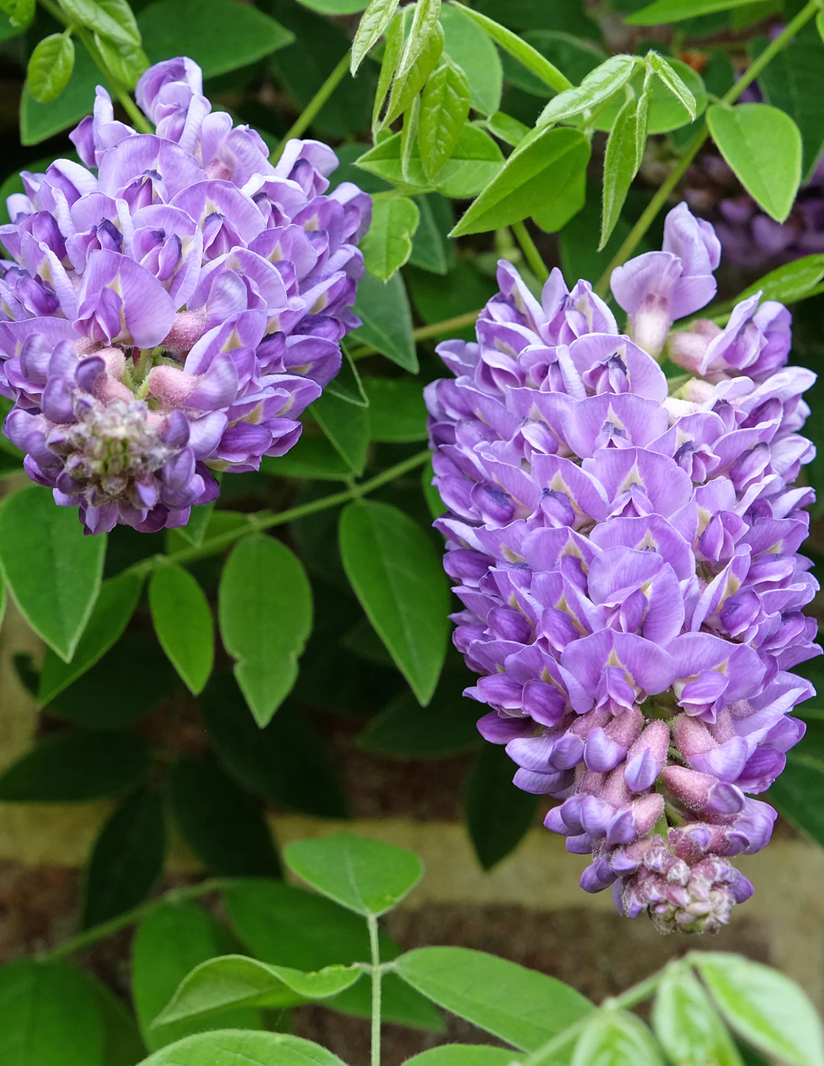 Image of Amethyst Falls Wisteria