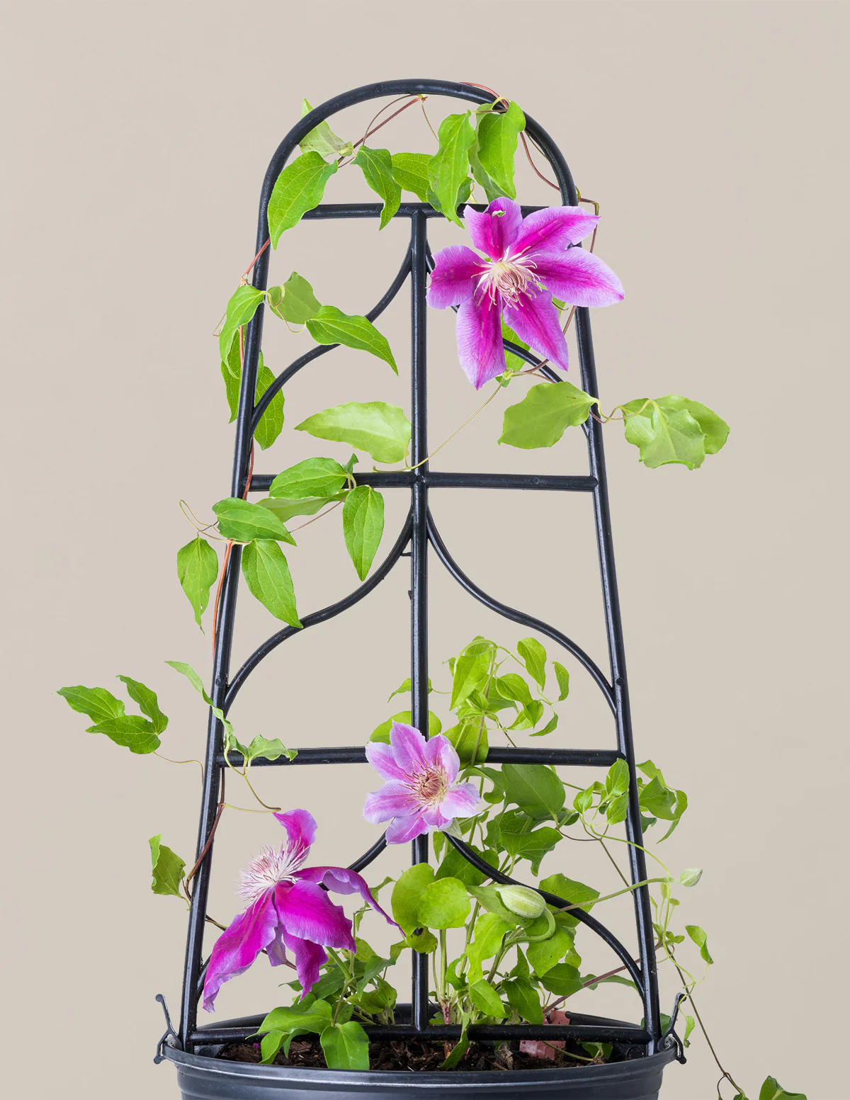 Image of Dr. Ruppel Clematis