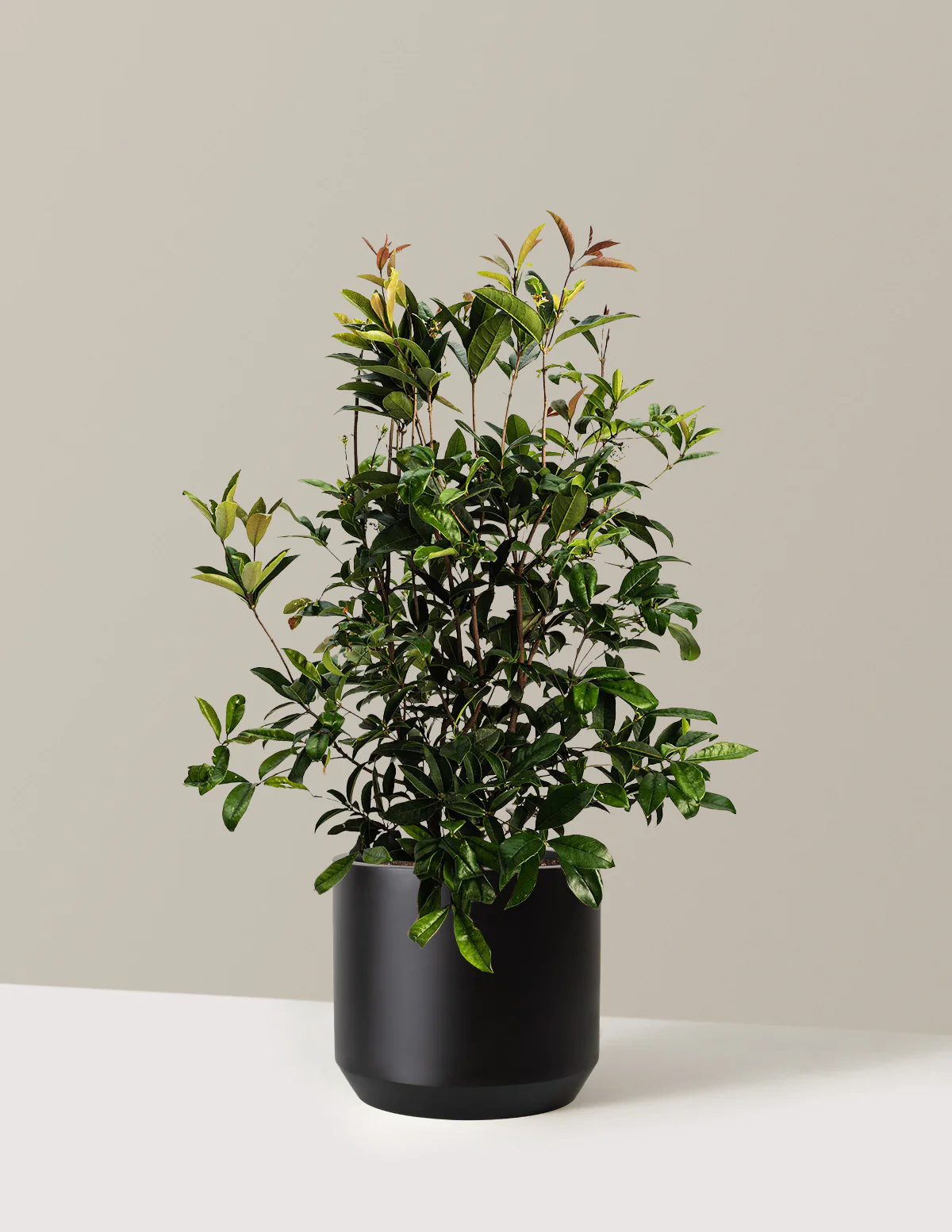 Image of Fragrant Tea Olive Tree
