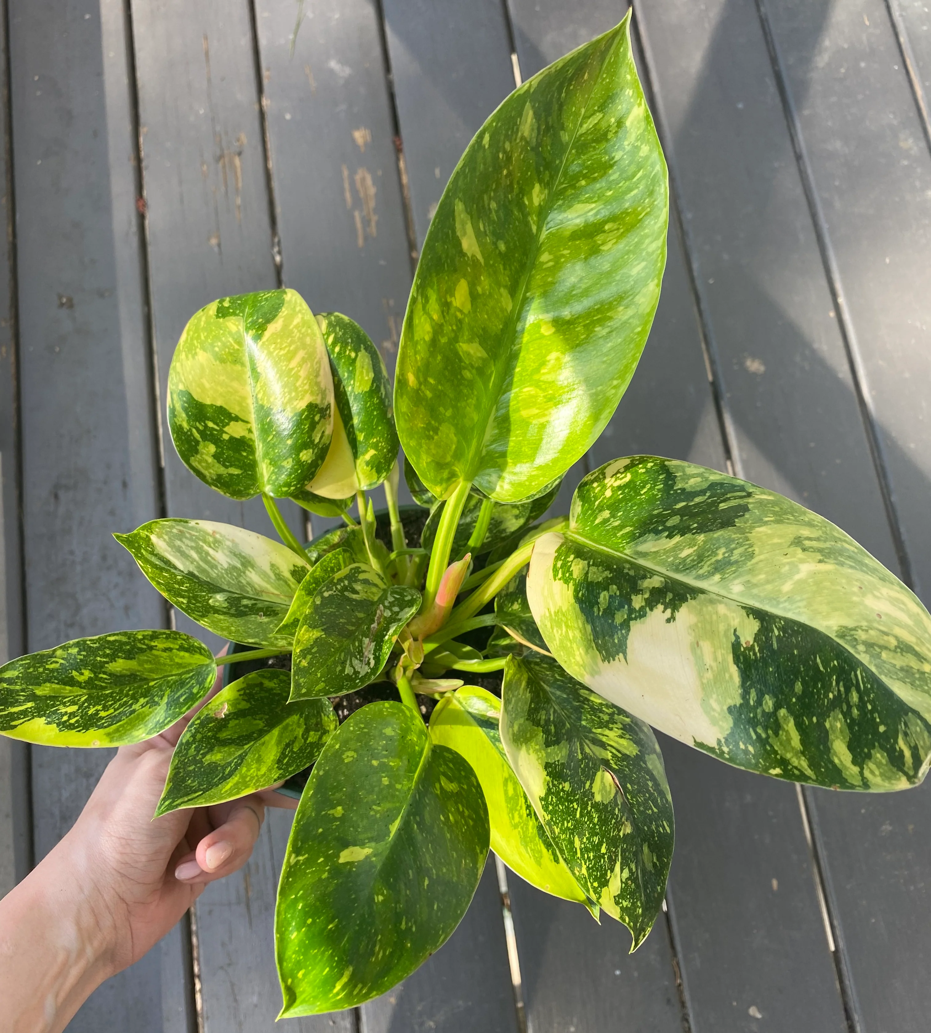 Variegated Philodendron Congo Rojo Customer Photo