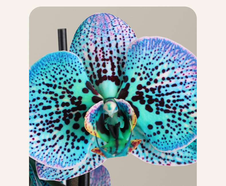 Colorful Orchids