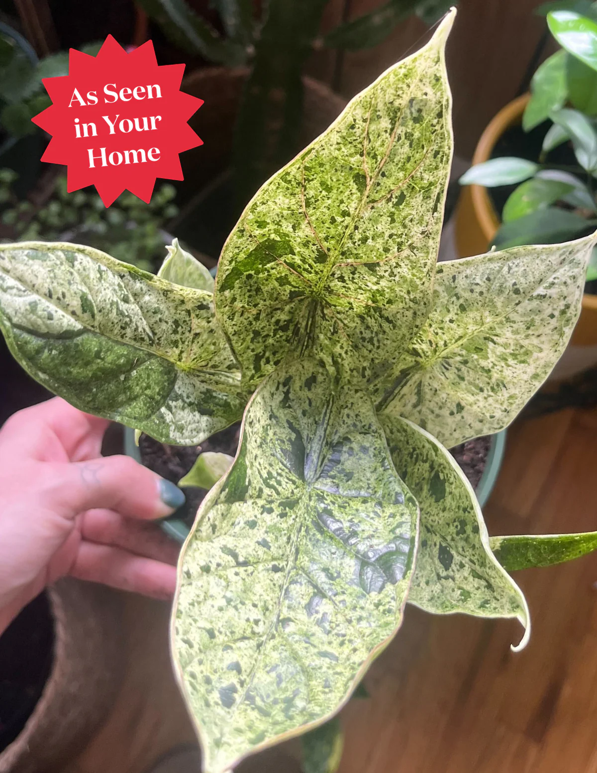 Image of Alocasia Green Mint