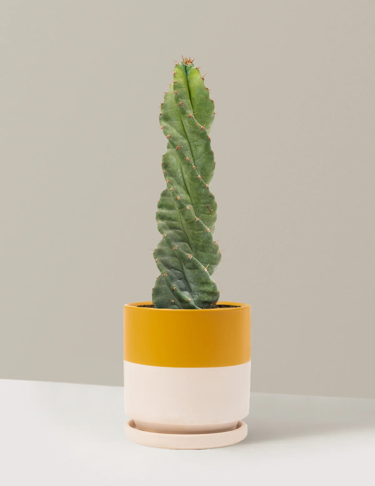 Image of Spiral Cactus