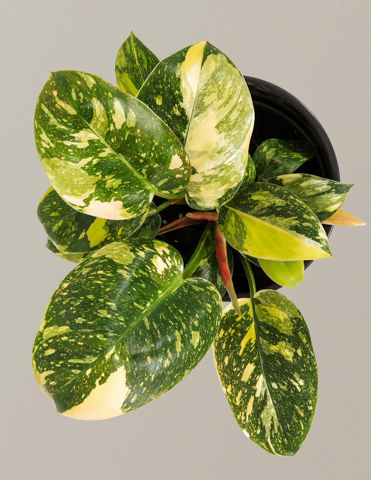 Image of Philodendron Congo Rojo