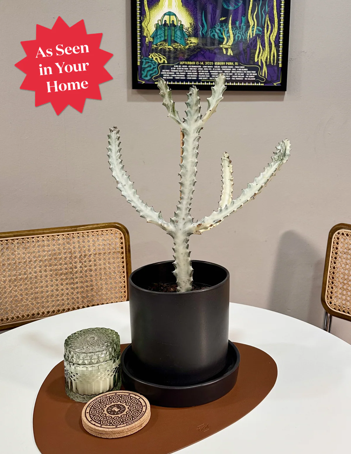 Image of Euphorbia White Ghost