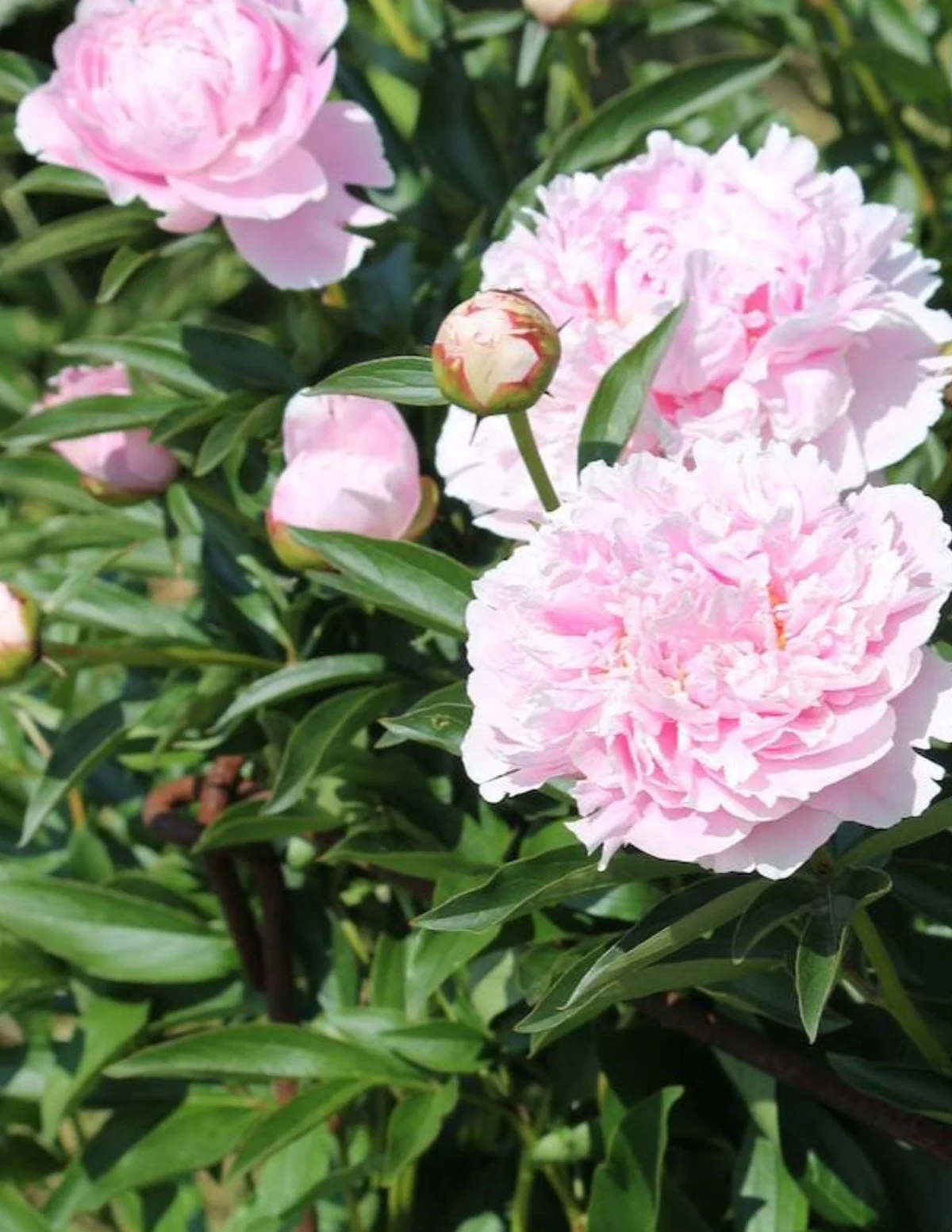 Image of Sarah Bernhardt Peony