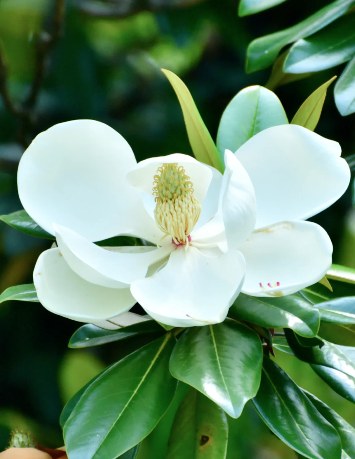 Image of Teddy Bear® Southern Magnolia