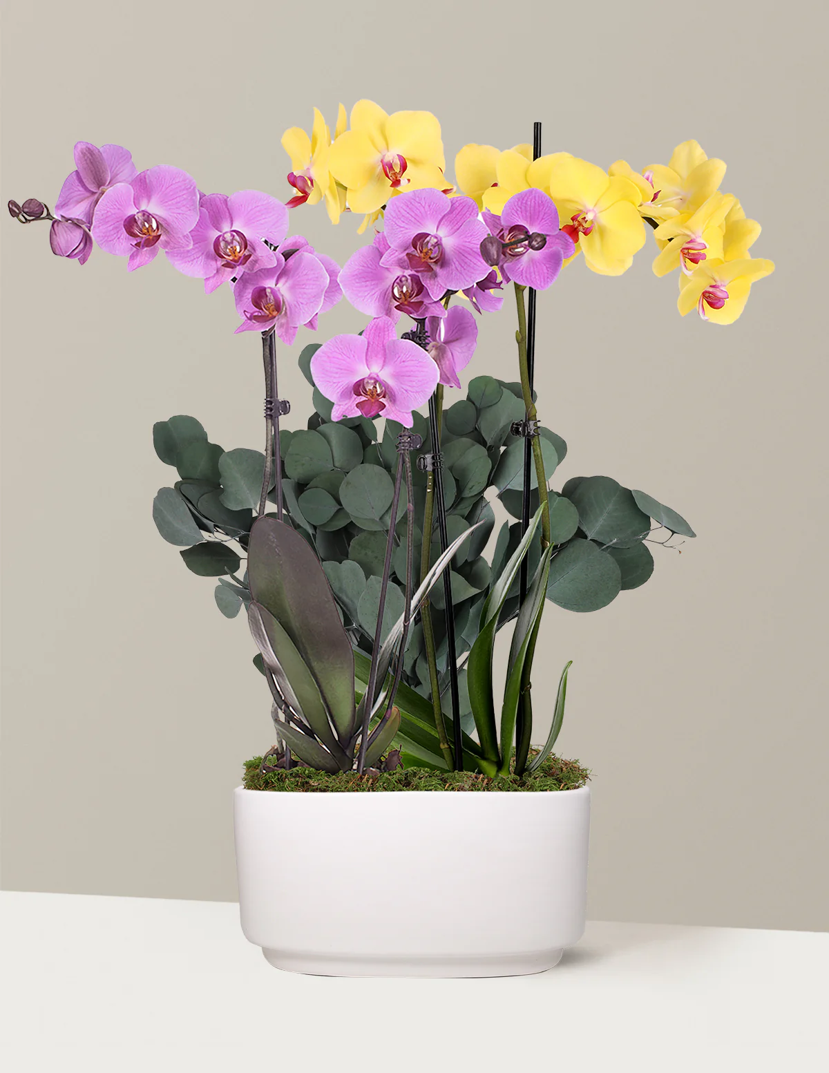 Image of Large Double Bi-Color Orchid