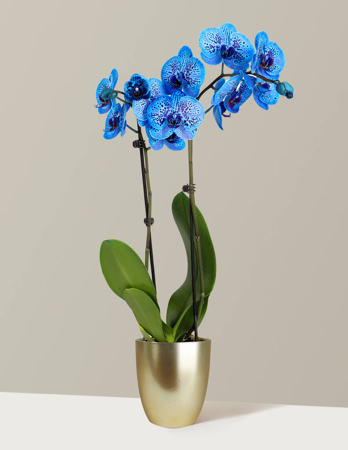Image of Cosmic Ocean Kaleidoscope Orchid
