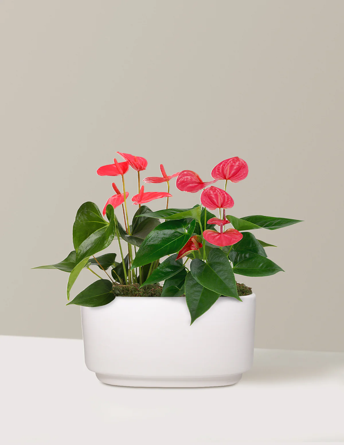 Image of Large Double Anthurium