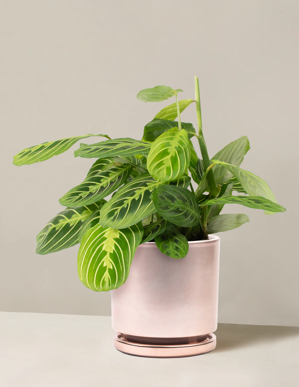 Image of Lemon Lime Prayer Plant