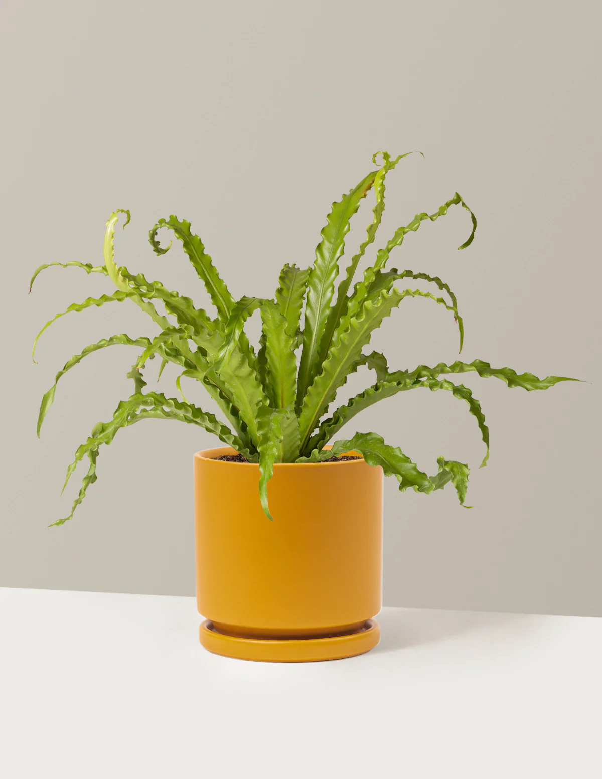 Image of Bird's Nest Fern