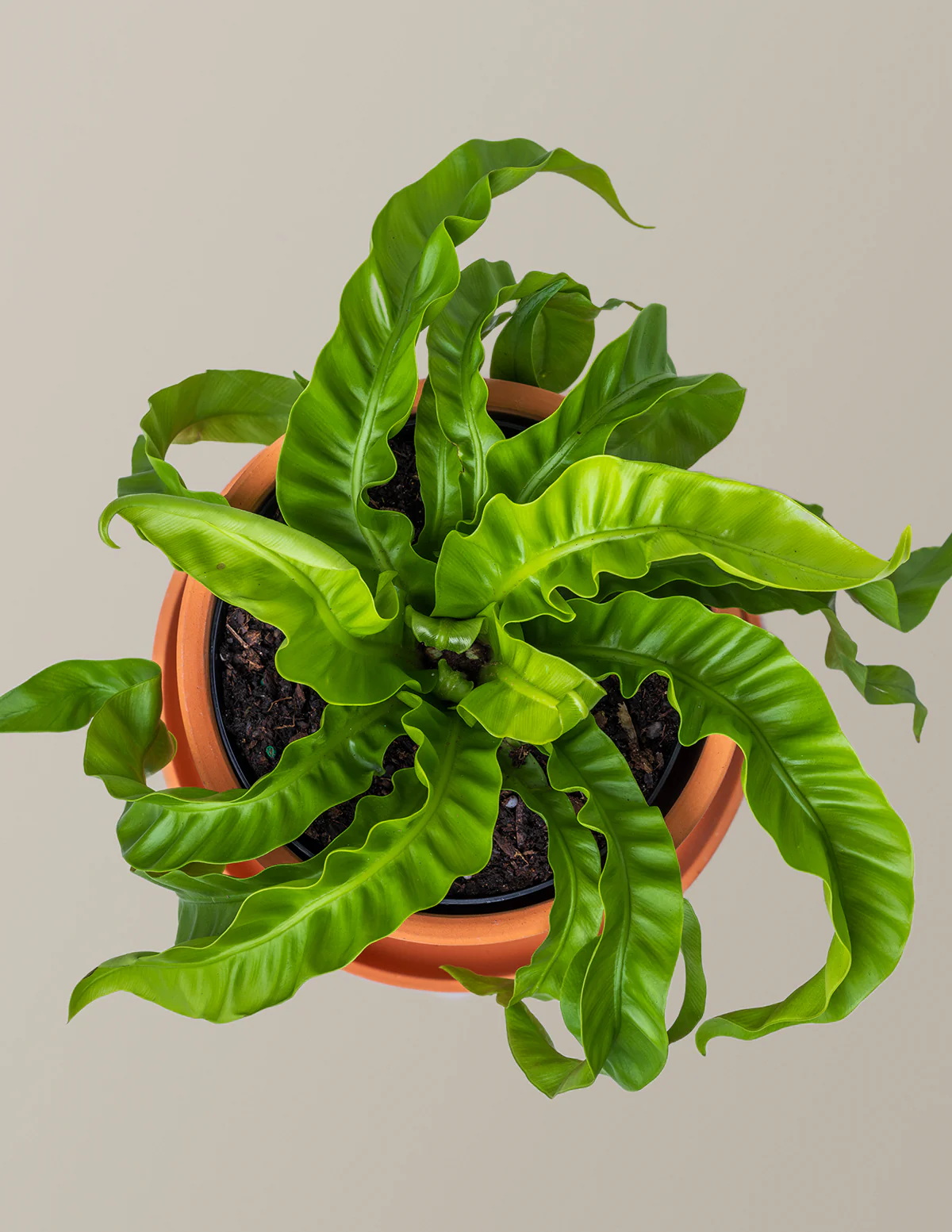 Image of Hurricane Fern