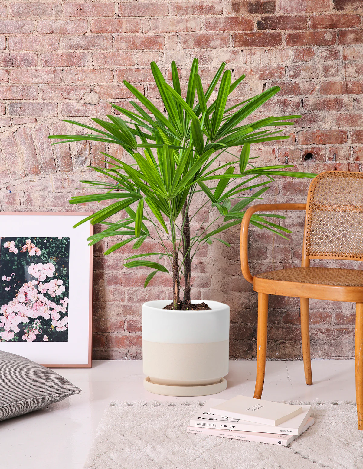 Image of Lady Palm