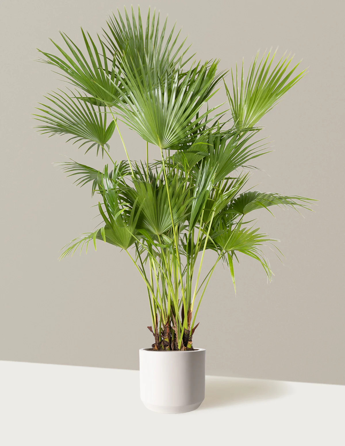 Image of Fan Palm