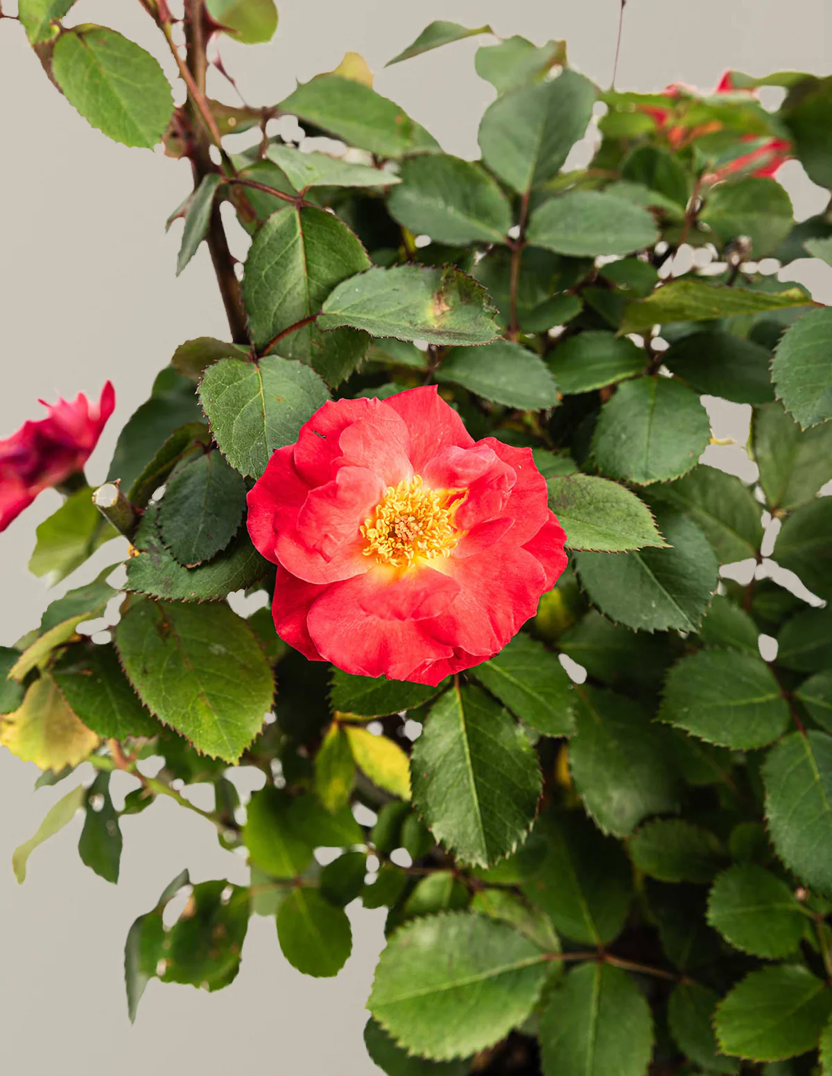Image of Cinnamon Hearts™ Rose