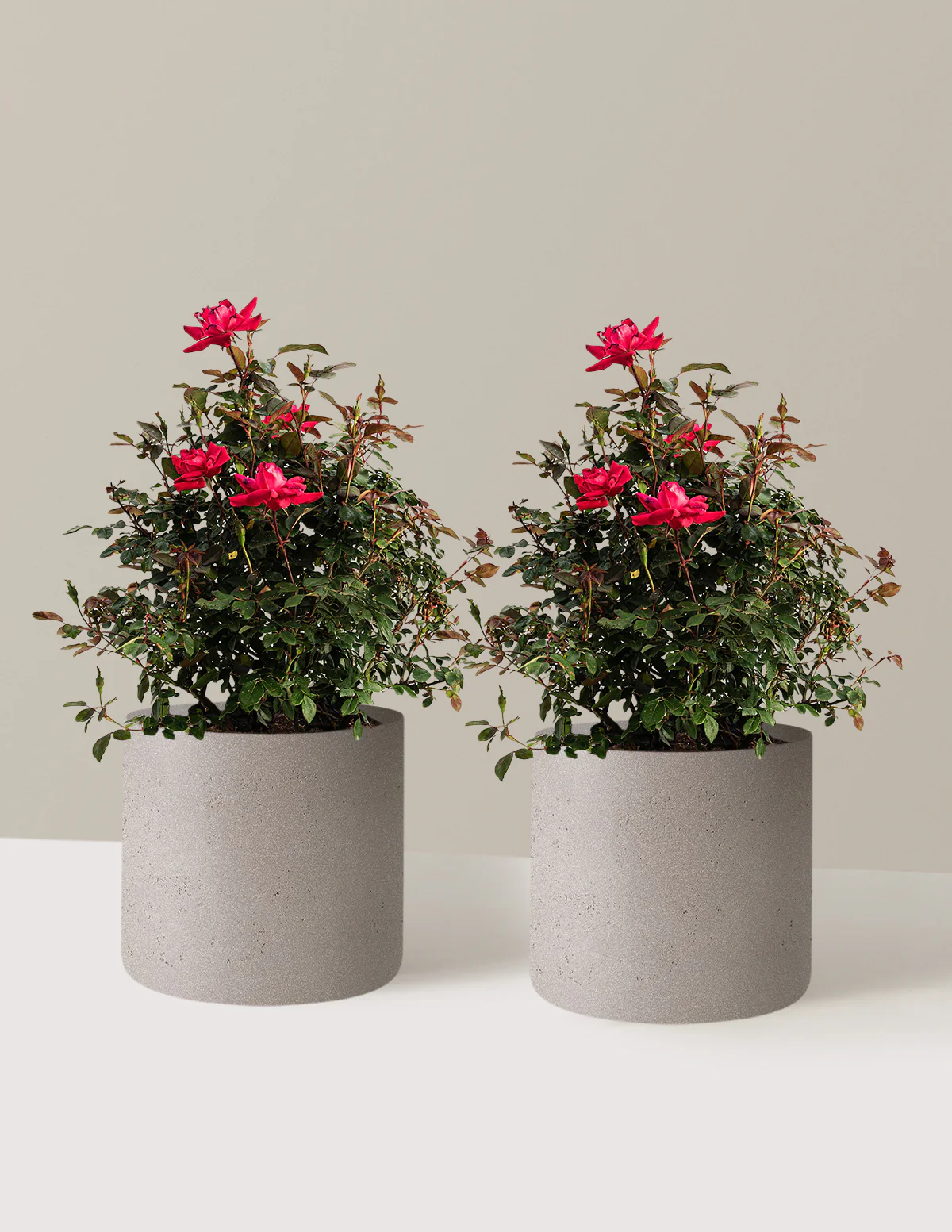 Image of Double Knock Out® Rose