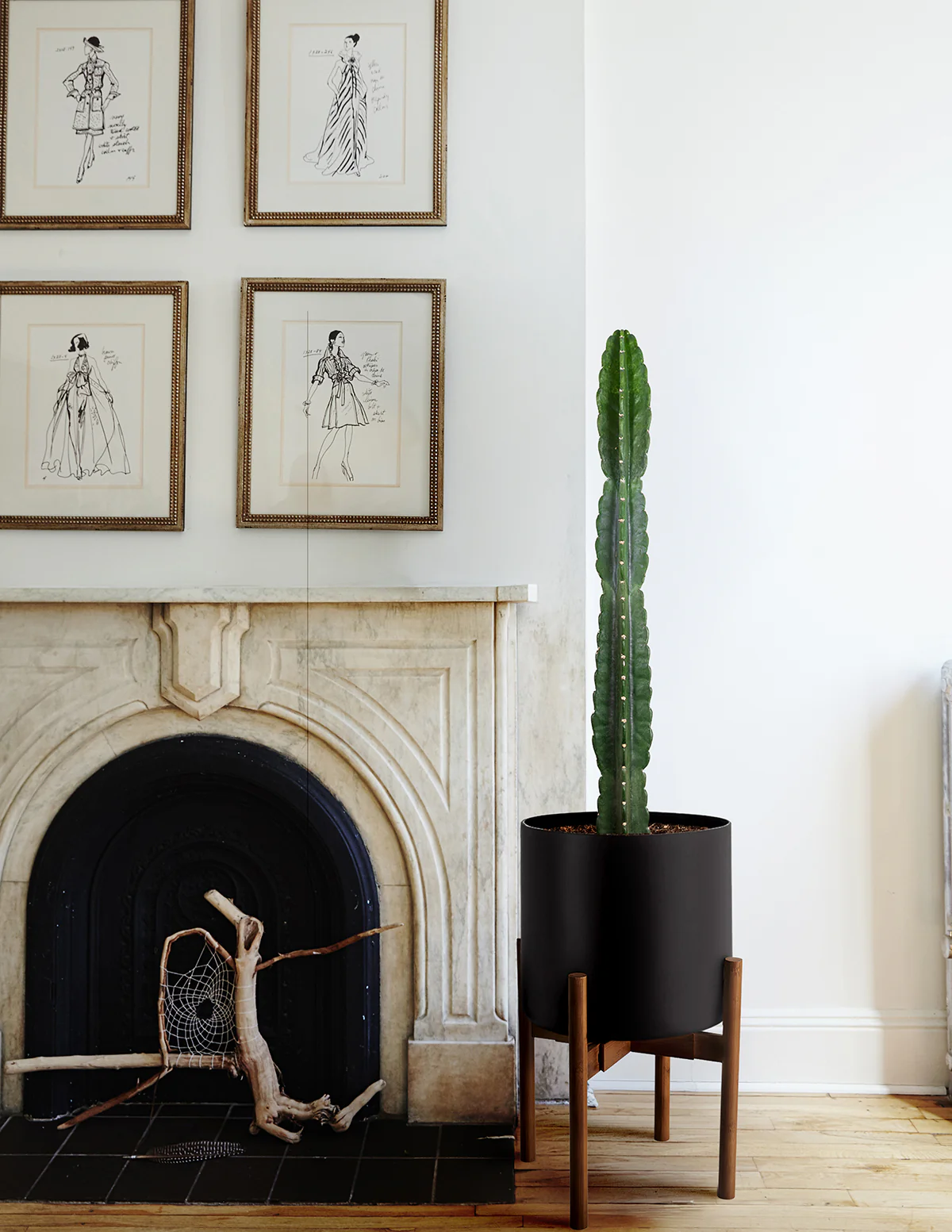 Image of Cuddly Cactus
