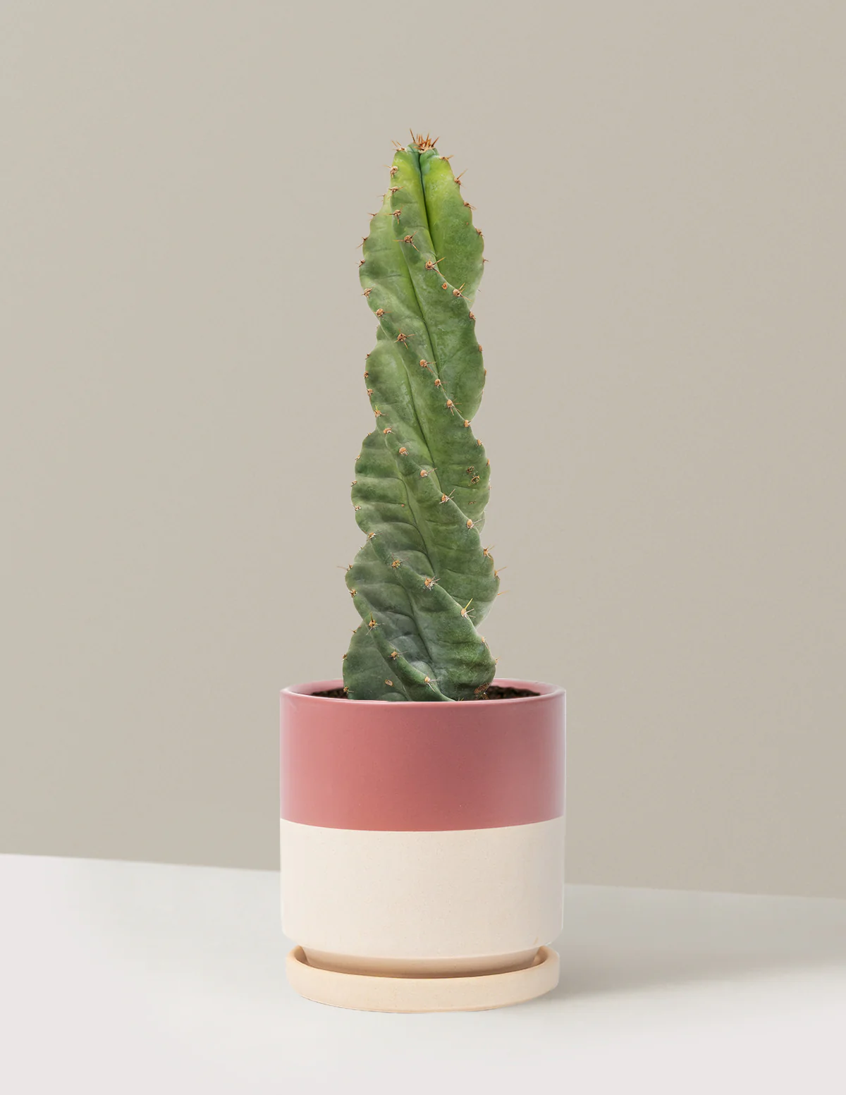 Image of Spiral Cactus