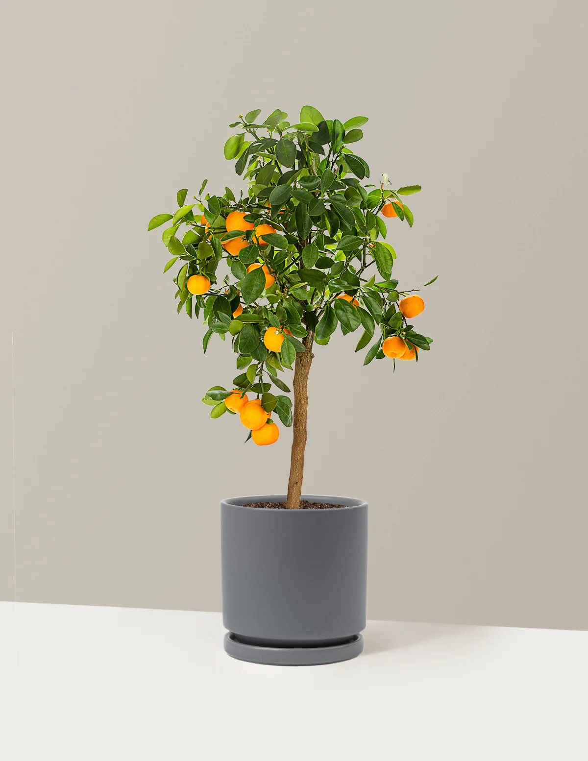 Image of Calamondin Orange Bush