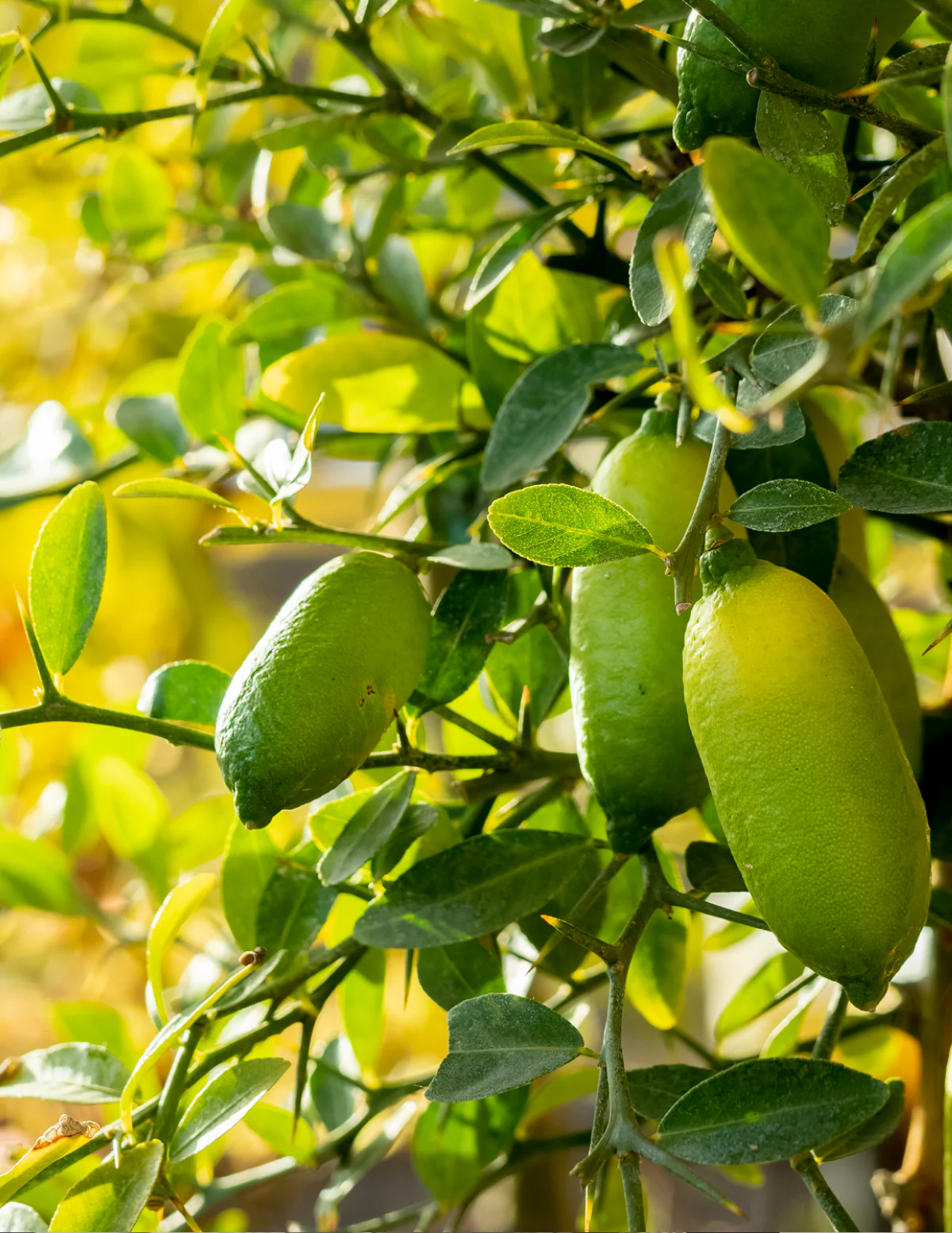 Image of Australian Finger Lime Tree