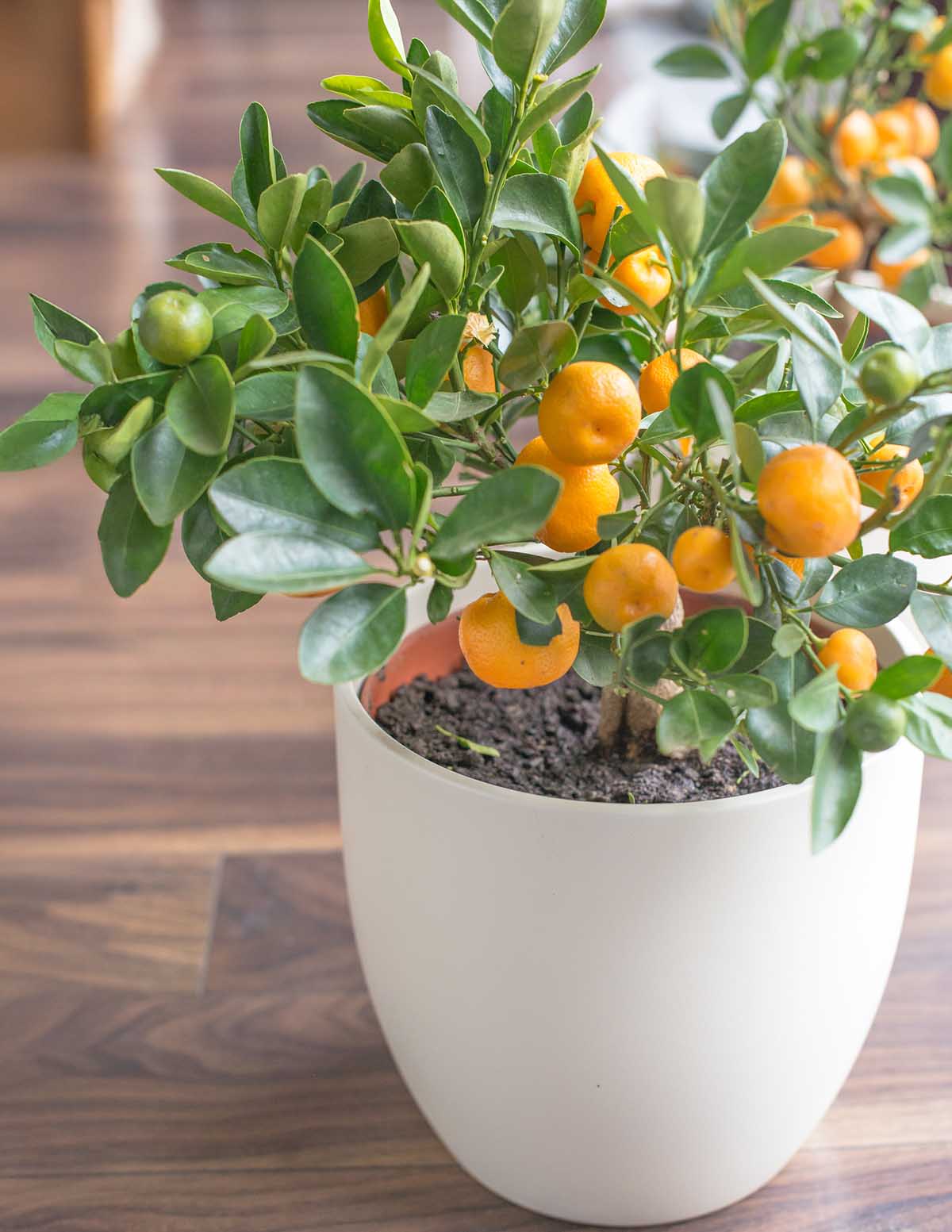 Image of California Honey Mandarin Tree