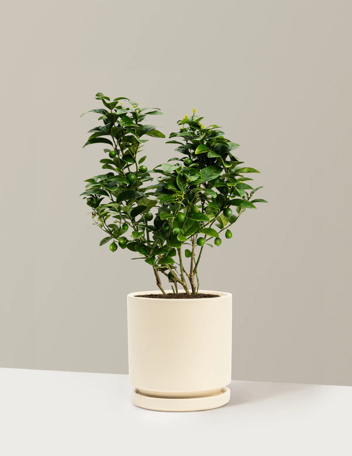 Image of Key Lime Bush