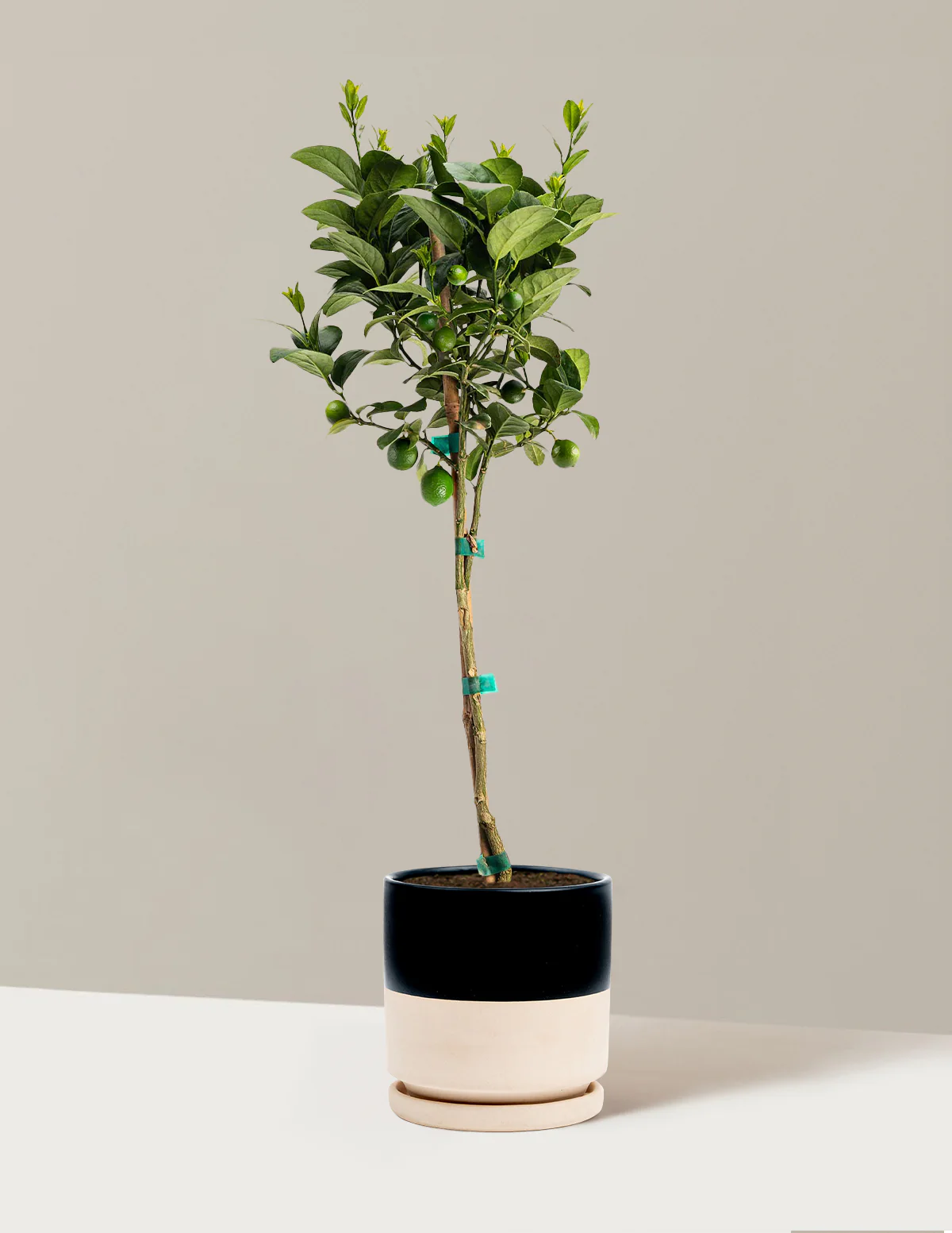 Image of Key Lime Tree