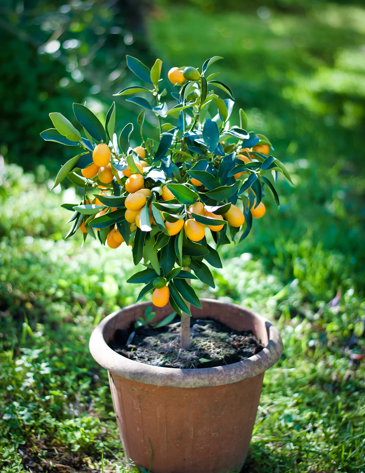 Image of Fukushu Kumquat Tree
